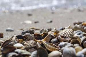 The seashells on the sand of the coast. Close up. photo