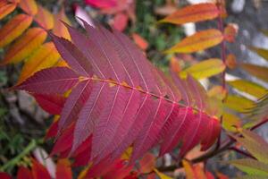 Red leaves pattern. Red natural texture. photo