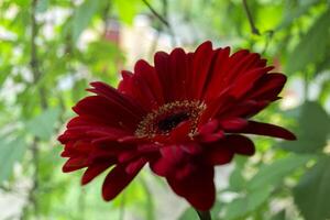 Red gerbera close up. photo