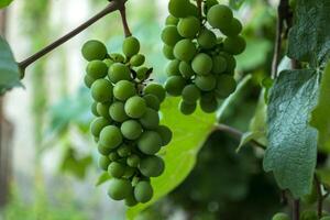 The clusters of grapes close up. photo