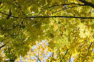 Deciduous forest at autumn. Beautiful maple trees. Golden fall. photo