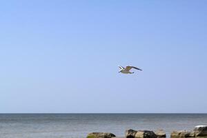 The gull is flying in the sky. photo