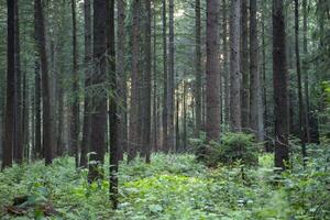 A dense coniferous forest. Beautiful forest landscape. photo