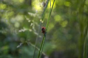 Red insect on a green grass. Macro shot. photo