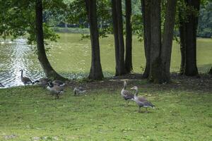 canadiense gansos familia por el lago en el bosque foto