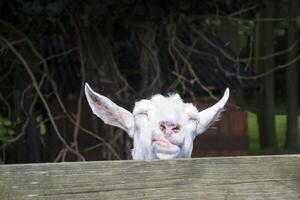 Funny face of goat in the farm. Countryside. photo