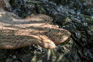 The poisonous mushrooms on trunk of tree. photo