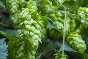 Fresh cones of hop on the bushes. The hops field. photo