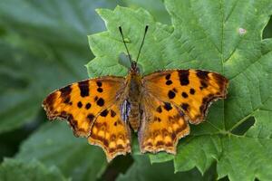 Beautiful butterfly on a green leaves. Macro shot. photo