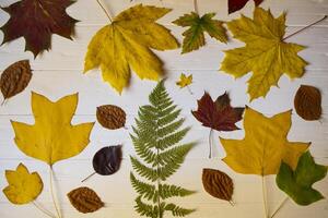 Autumn leaves on a white wooden background. Bright pattern. photo