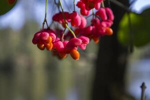 A pink berry on the bush. photo