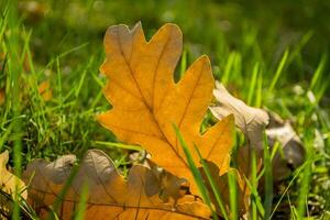 The fallen leaves of oak at the green grass. photo