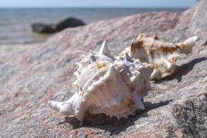 Beautiful seashells on the stone of the beach. photo