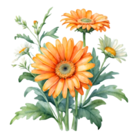 AI generated orange daisy on a white background png