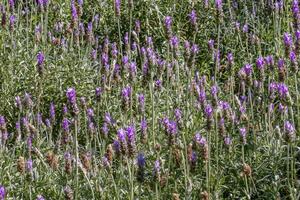 un campo de Lavandula angustifolia lavanda púrpura flores foto