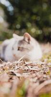 Bicolor gray and white cat in park, Portrait of fluffy cat in garden video