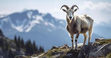 ai generado presenciar el vigor de un montaña cabra en el escabroso piedras de el tatras foto