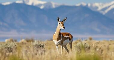 AI generated A Female Pronghorn Gazes into the Distance on Utah's Open Plains photo