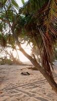 andar dentro primeiro pessoa Visão às tropical arenoso de praia com Palma árvores e nascer do sol ou pôr do sol com oceano. vertical cenas video