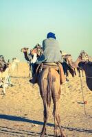 Beduins leading tourists on camels at short tourist tour around the beginning so called Doors of Sahara desert photo