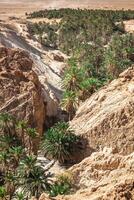 Mountain oasis Chebika at border of Sahara, Tunisia, Africa photo