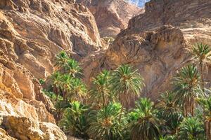 Mountain oasis Chebika at border of Sahara, Tunisia, Africa photo