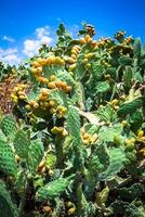 Prickly pear cactus plant  opuntia ficus-indica photo