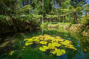 Portugal, garden of Monserrate Palace in Sintra photo