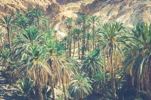 Mountain oasis Chebika at border of Sahara, Tunisia, Africa photo