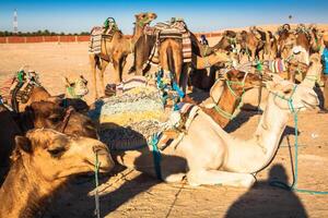 Beduins leading tourists on camels at short tourist tour around the beginning so called Doors of Sahara desert photo