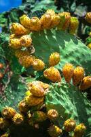 Prickly pear cactus plant  opuntia ficus-indica photo