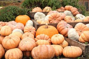 Colourful organic pumpkins on agricultural fair. Harvesting autumn time concept. Garden fall natural plant. Thanksgiving halloween decor. Festive farm rural background. Vegetarian food photo