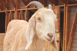 Close up view of goat domestic animal at farmhouse. Eco farm for dairy products. Milk goat in stable on farm. Goat near a barn on countryside. Cattle farming. Natural ecological farming concept photo