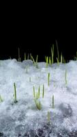 4k temps laps de neige fusion et hiver blé croissance. temps laps de vert herbe croissance isolé sur noir Contexte. germination taux de des graines germination dans printemps. macro tir, verticale images. video