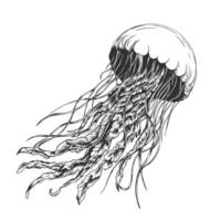 Medusa aislado en blanco antecedentes. vector mano dibujado jalea pescado en contorno estilo. dibujo de mar animal. grabado de submarino pescado pintado por negro tinta para icono o logo. lineal bosquejo.
