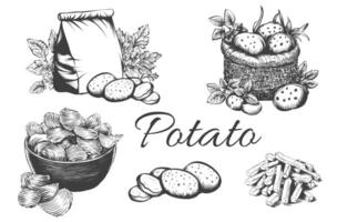 Set of hand drawn potatoes on white background. Collection chips, slice, French fries, ripe potatoes in burlap bag engraved imitation vintage sketch for packaging, recipes, menu, organic farm products vector