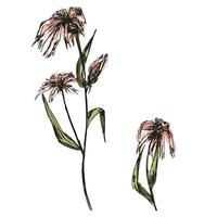 Hand Drawn Rough Sketch Wild Flower, Floral Illustration vector