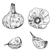 Hand Drawn Sketch Vintage Garlic, Food Illustration vector