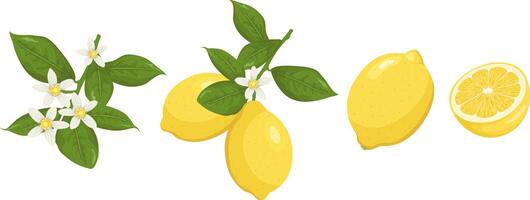 Set with lemon blossom, lemons on a branch, a whole lemon and half a fruit. Flat vector lemon set.