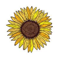 Sunflower  in vintage style vector