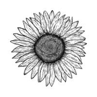 Sunflower  in vintage style vector
