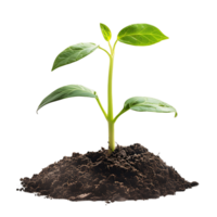 AI generated Pile of Soil with Clear Sprouting Seedling png