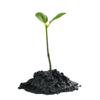 AI generated Young Plant Sprouting in Clear Soil Clip Collection png