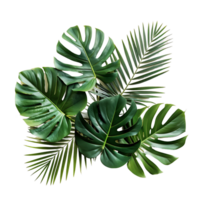 AI generated Isolated Tropical Leaves and Trees Set png