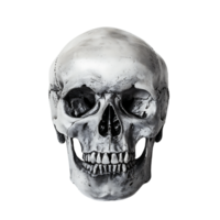 AI generated Whole Skull with Clear Background png