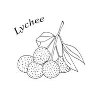 Hand-drawn lychee fruit. Vector illustration in doodle-style.  Branch of Lychee fruit with leaves isolated on white background. Vector illustration on white background.