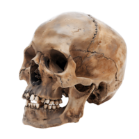 AI generated Isolated Detailed Skull Art png