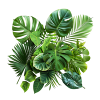 AI generated Tropical Tree and Shrub on Clear Background png