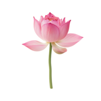 AI generated Transparent Pink Water Lily Set png