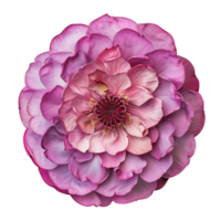 AI generated Delicate Lotus Flower on Clear Background png